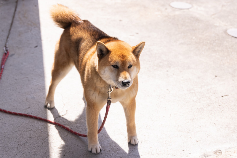 9月28日【世界狂犬病デー】の画像