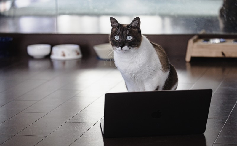 9月29日【招き猫の日】の画像