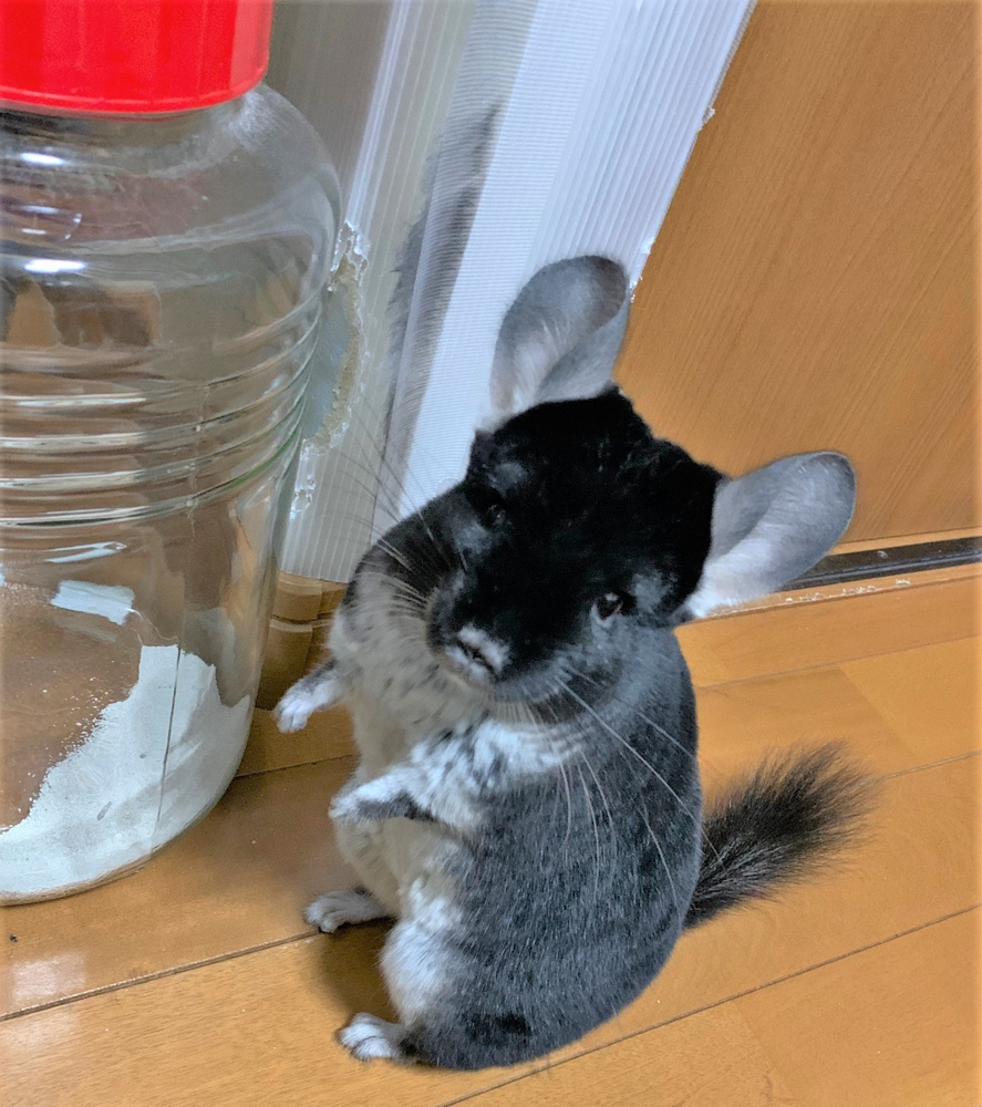 ペット自慢に便乗です！の画像
