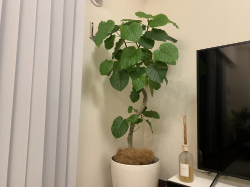 観葉植物の画像