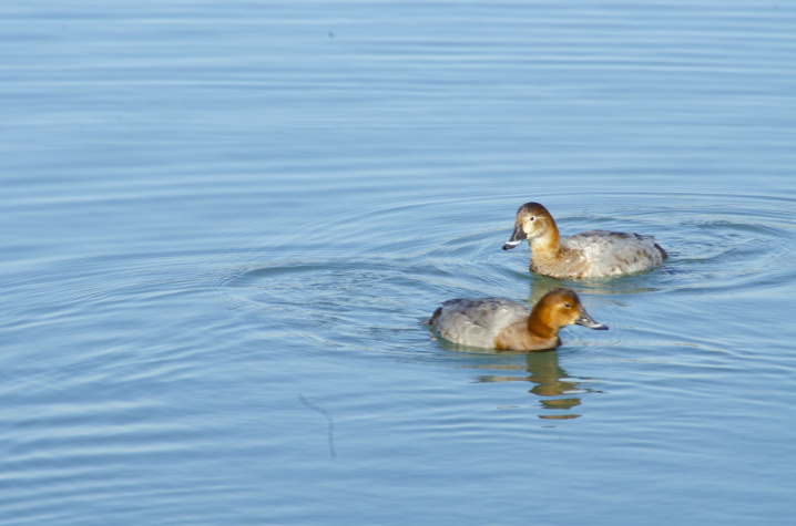 津田沼周辺エリアのおすすめお出かけスポット！谷津干潟とは？