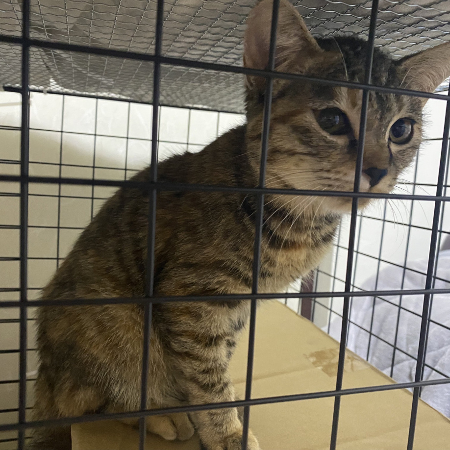 ★猫を保護しました★の画像