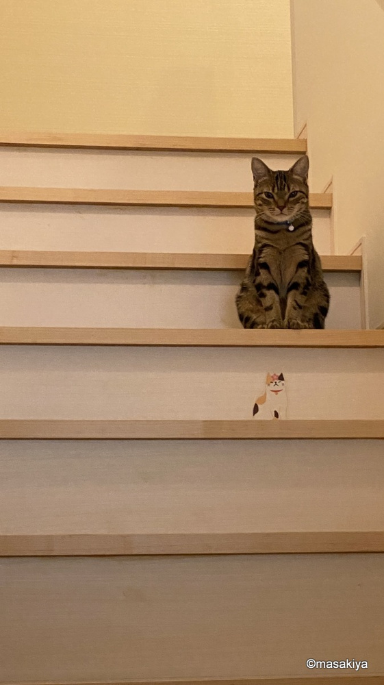 脱走の画像