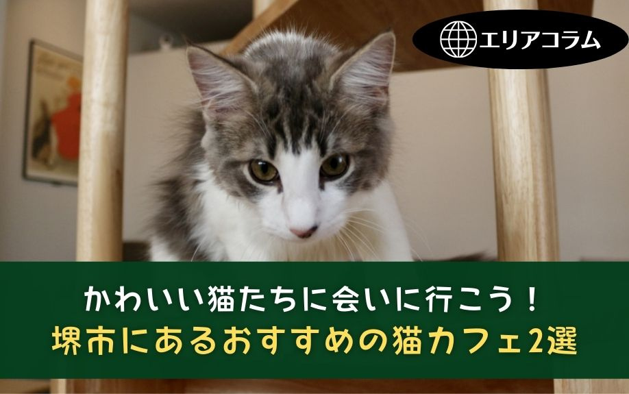 かわいい猫たちに会いに行こう！堺市にあるおすすめの猫カフェ2選