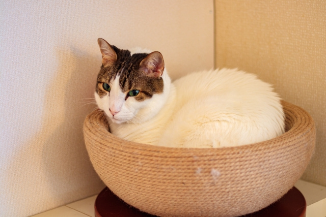 堺市にあるおすすめの猫カフェ2：「cat cafe kiki」