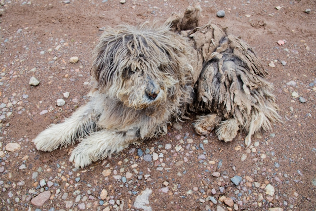 雑種地とは？ ～日高市高麗川駅前不動産コラム～の画像