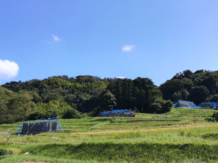 秋の棚田（2021.10.9）の画像