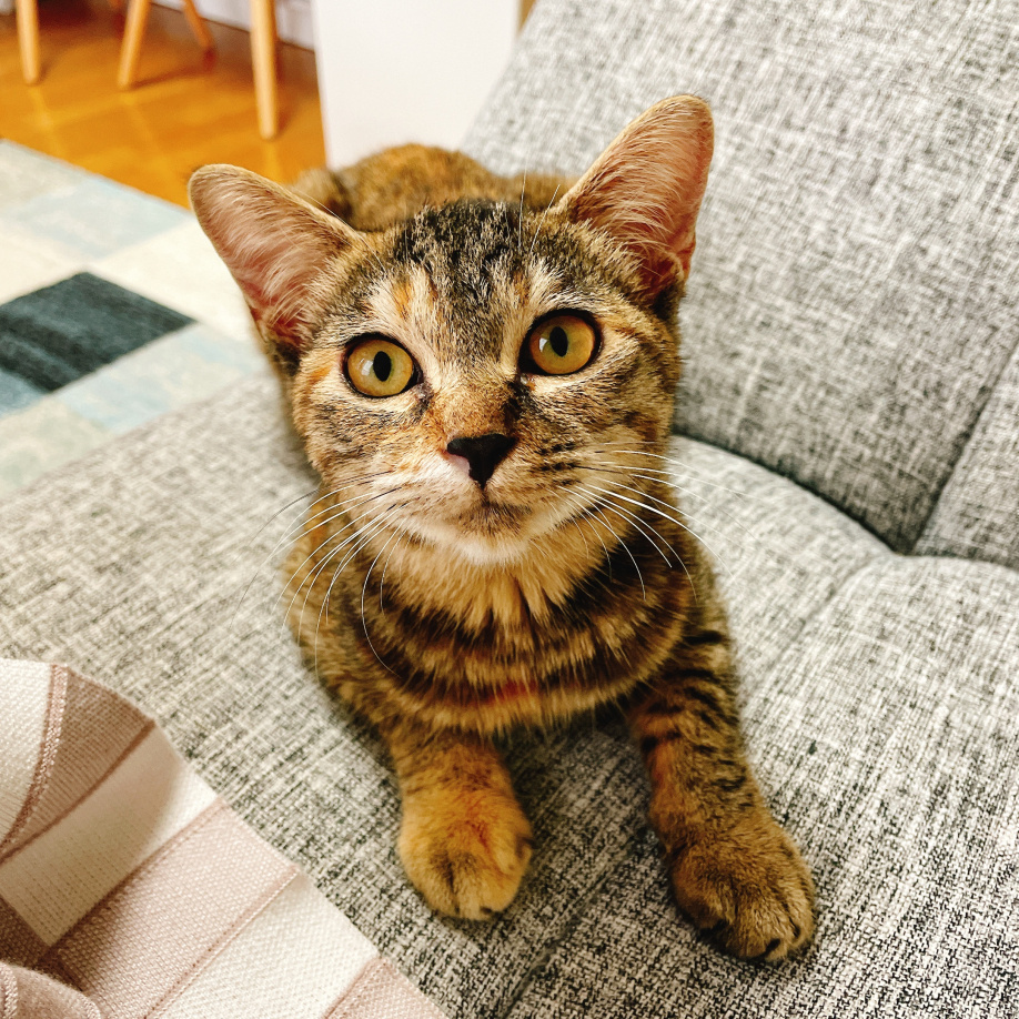 ★猫を飼い始めました★の画像