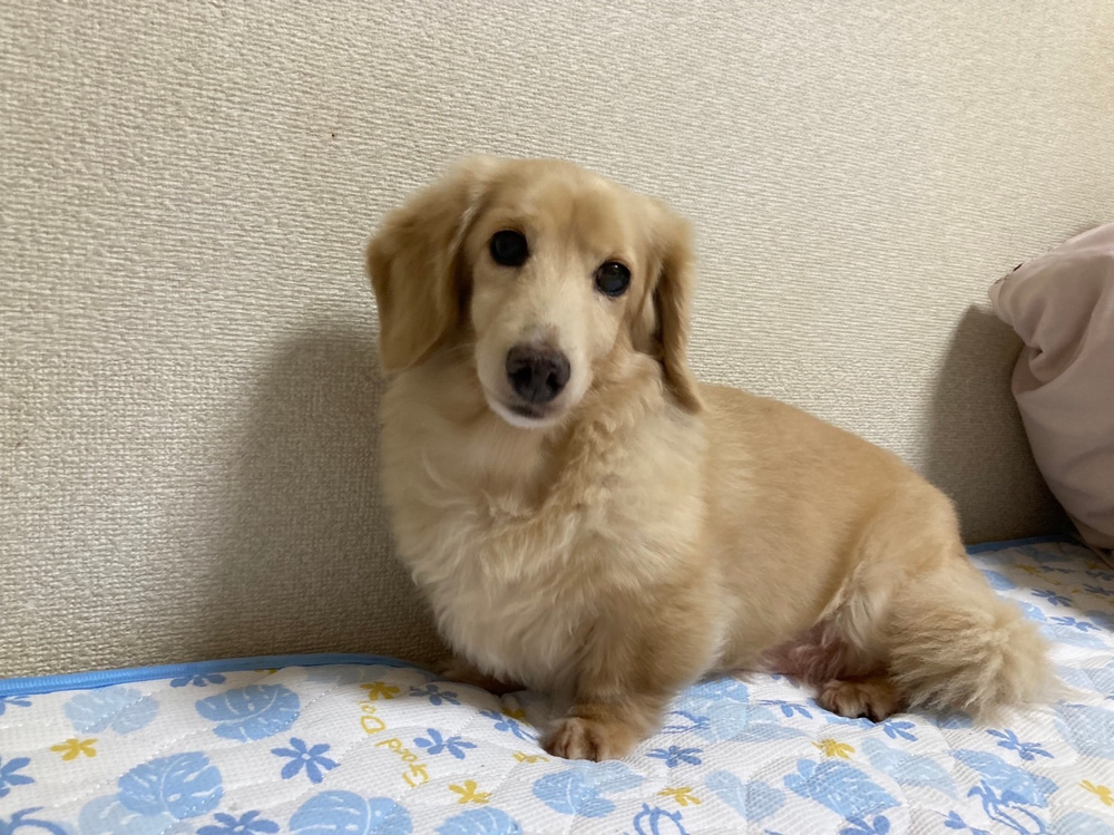 癒しの画像