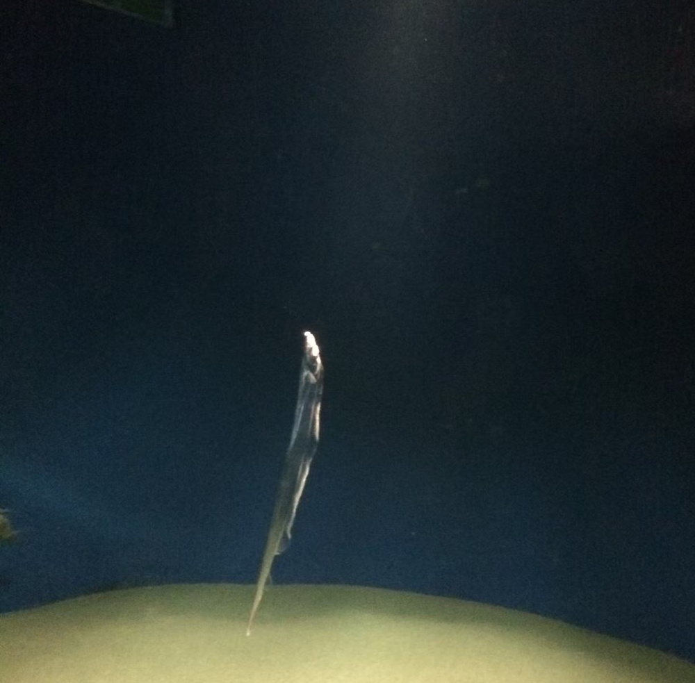 ほそなが~いお魚の画像