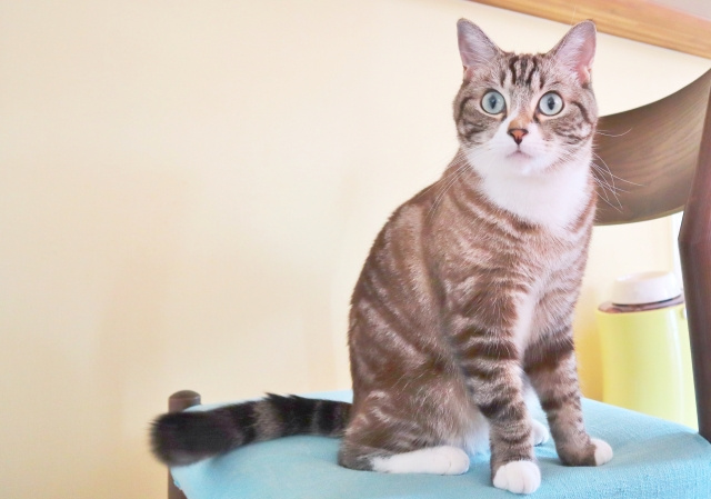 ペット可の賃貸で猫が壁紙や床に傷を…請求される費用や対策方法を解説の画像