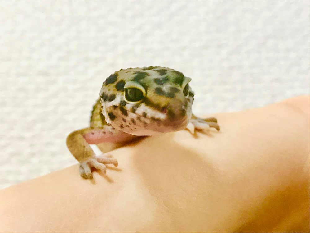 賃貸でペット不可になっている物件とペット可になっている物件の画像