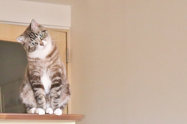 家の売却においてペット飼育が影響する？その理由と対策のポイントを解説の画像