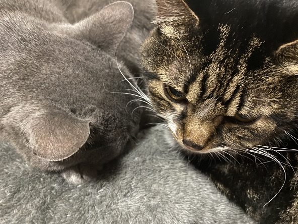 実家の猫ちゃん　～埼玉県日高市/レンタルスペースの画像