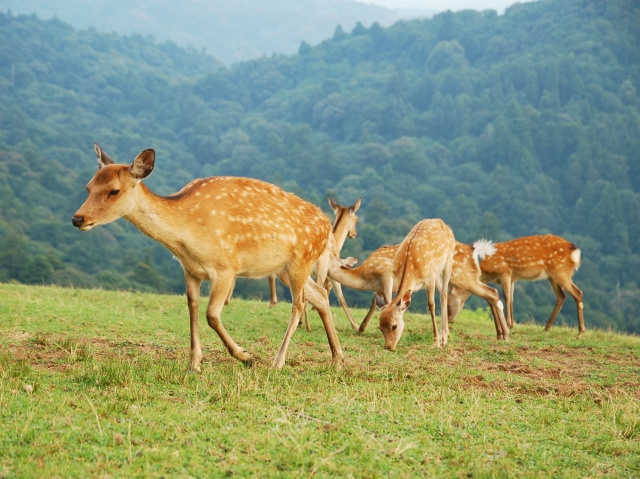 奈良公園の鹿は、野生動物です！