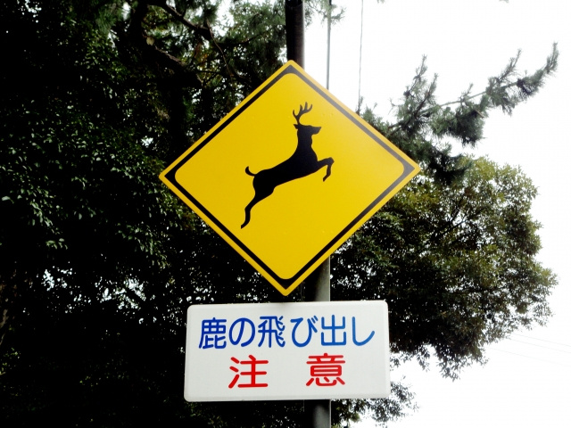 鹿と接する場合の注意点とは？