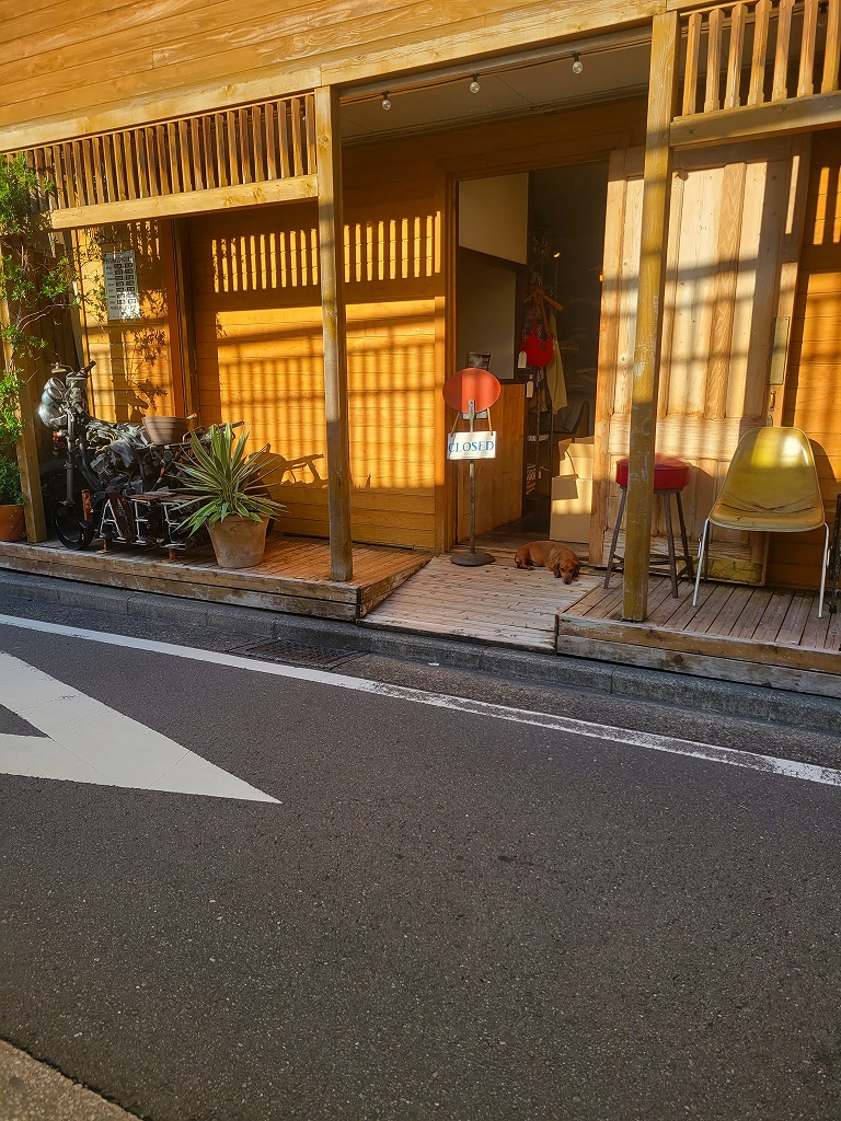 看板犬の画像