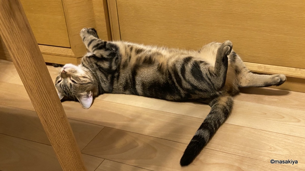 おねだりの画像