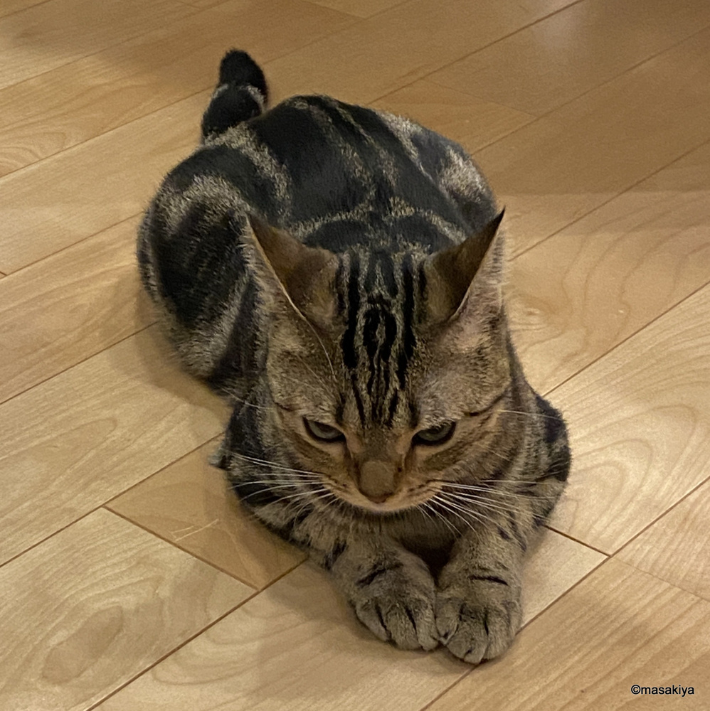 ゴミの画像