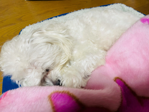 犬は布団で丸くなるの画像