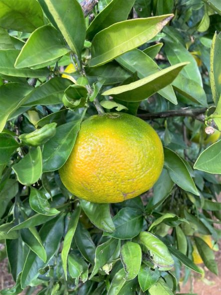 みかん食べ行ってきました!!の画像