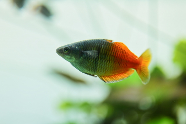 賃貸物件でペットとして熱帯魚を飼う方法や注意点を徹底解説！の画像