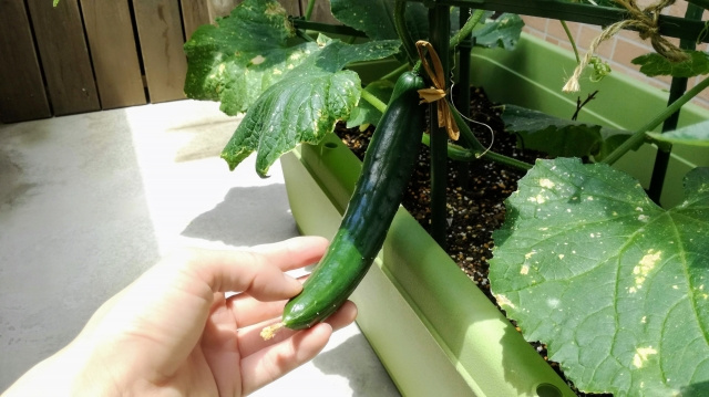 マイホームの庭で家庭菜園を作りたい！成功させるためのコツや注意点とはの画像