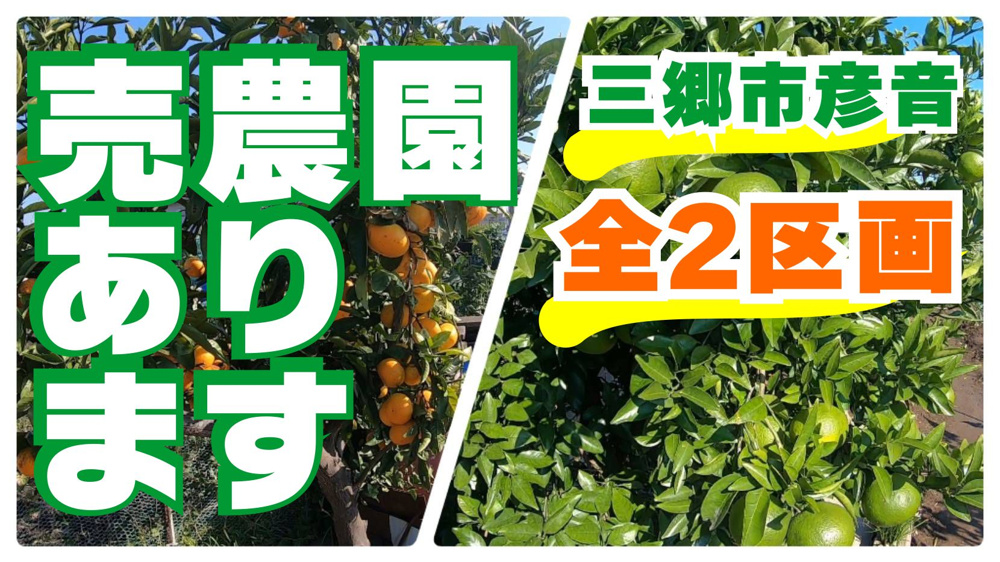 １１月４日：お待たせいたしました！農園販売いたします！の画像