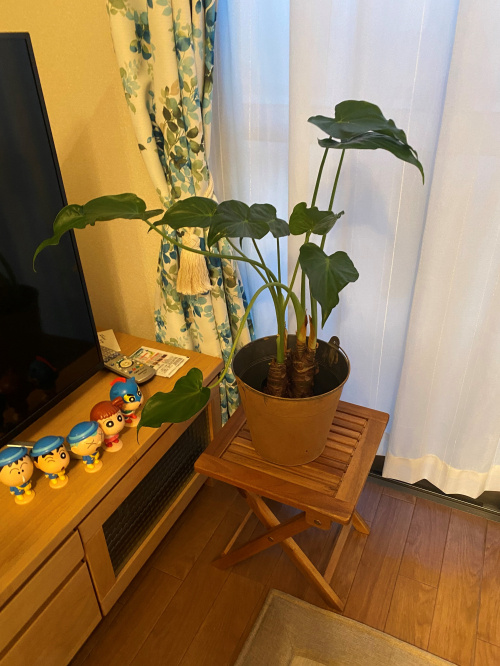 観葉植物の画像