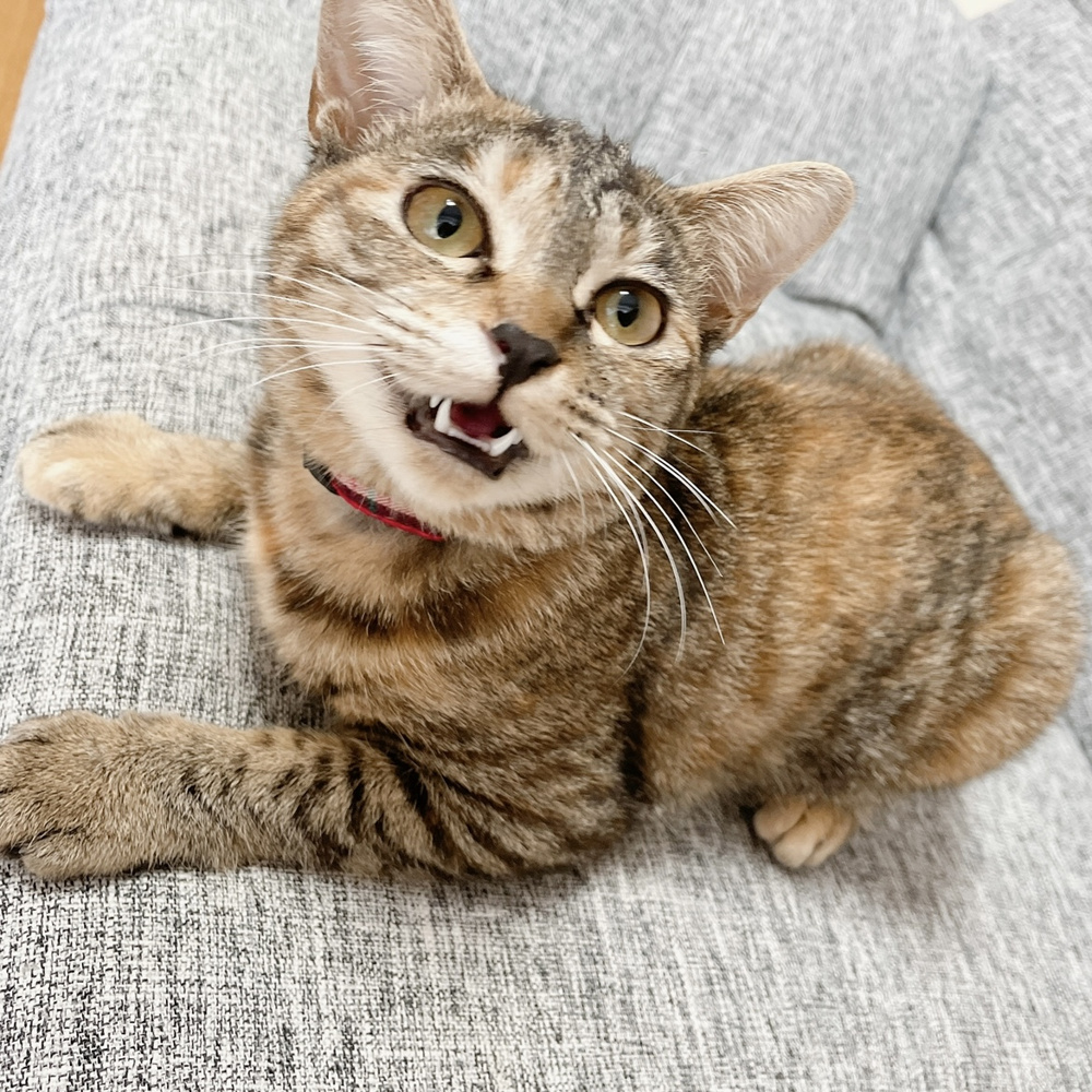 ★最近のぽむさん★の画像