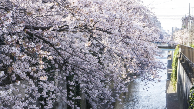 大田区蒲田で自然を満喫！「まちの緑の図」を片手に散策してみませんかの画像
