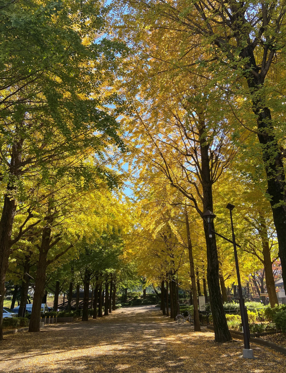 いちょう並木♪の画像