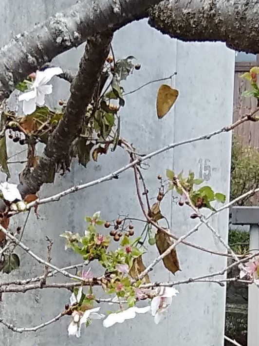 東広島市の冬・桜の花が咲いています！の画像