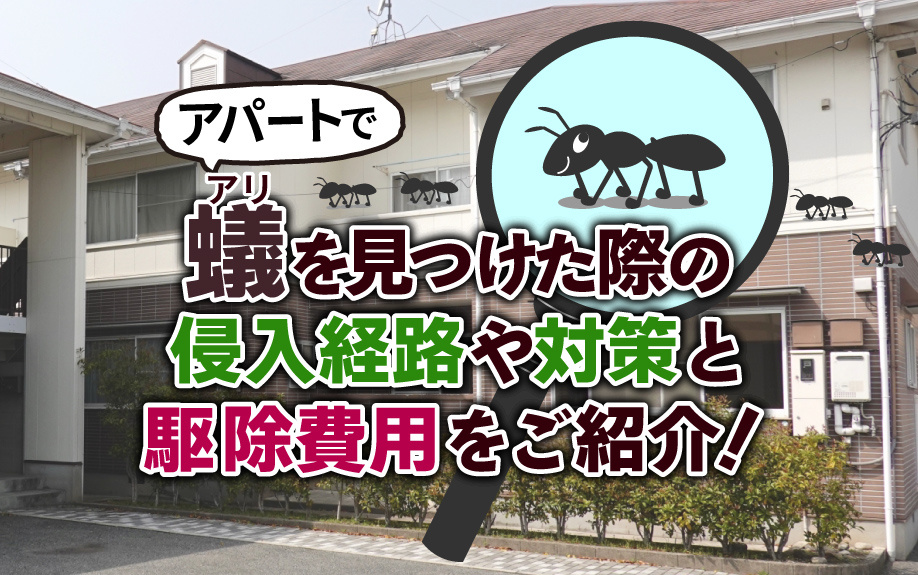 アパートで蟻を見つけた際の侵入経路や対策と駆除費用をご紹介！の画像