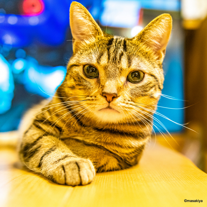 初めてのカメラの画像