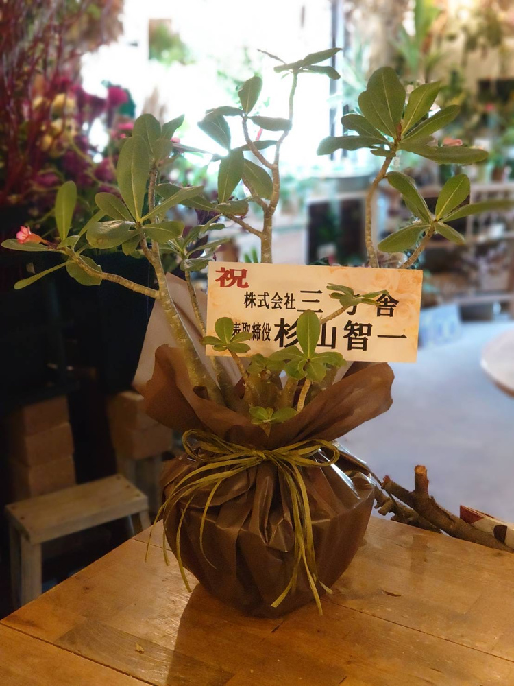 お祝いのお花たちの画像