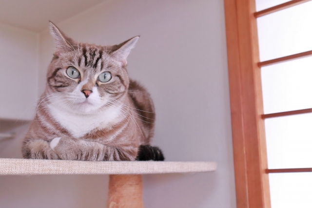 賃貸物件で途中からペットを飼いたい場合に必要なこととは？