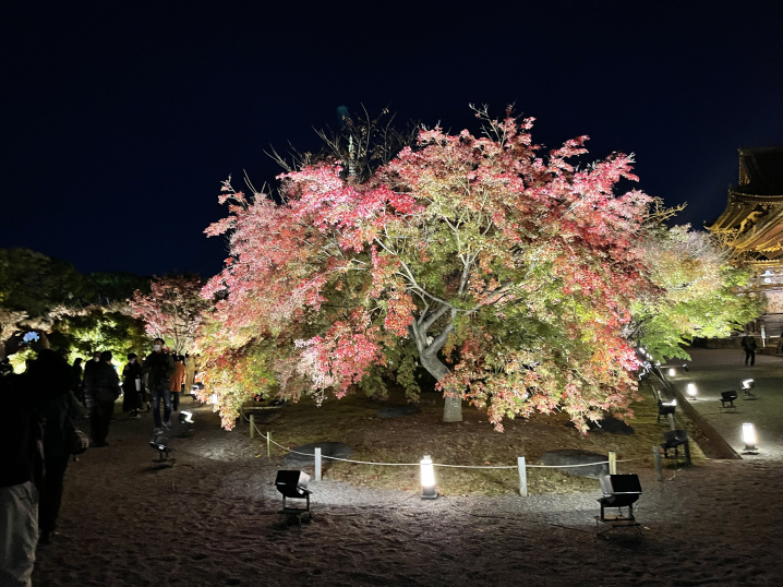 京都　東寺の紅葉のライトアップに行ってきましたの画像