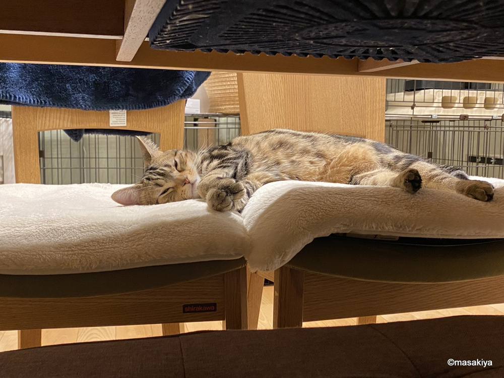 ネコの成長の画像