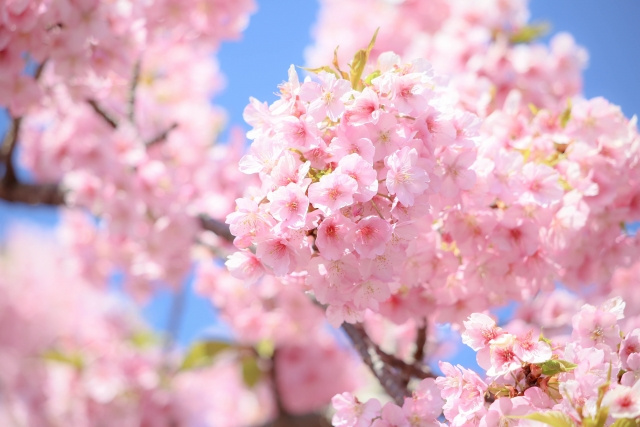 ☆繁忙期のお部屋探し☆新社会人・進学の方への画像