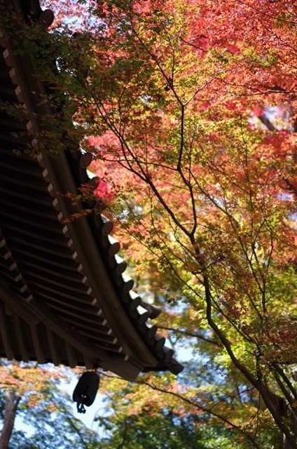 紅葉狩りの画像