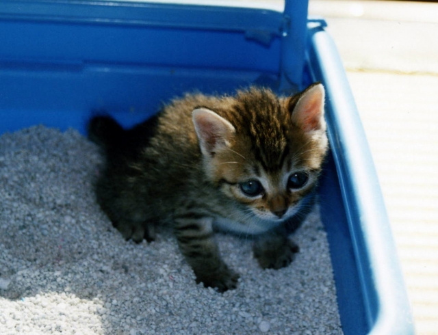 賃貸物件に「猫用トイレ」を置くならどこがおすすめ？猫が落ち着きやすい条件とは の画像