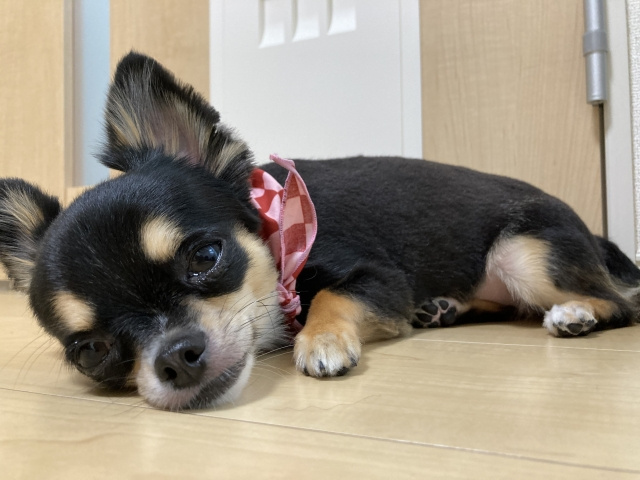 ペット可賃貸物件の選び方とは？種類や選び方のコツ・注意点もご紹介！の画像