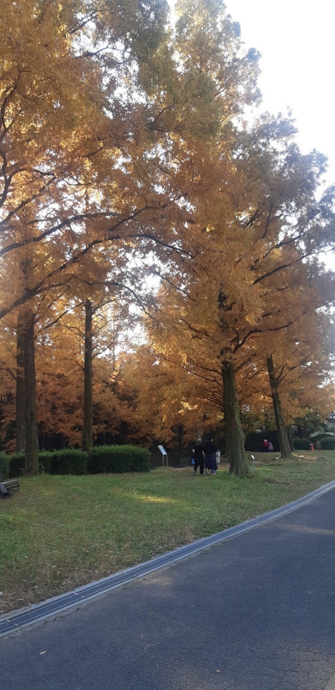吹田万博公園の紅葉スポットに行ってきましたの画像