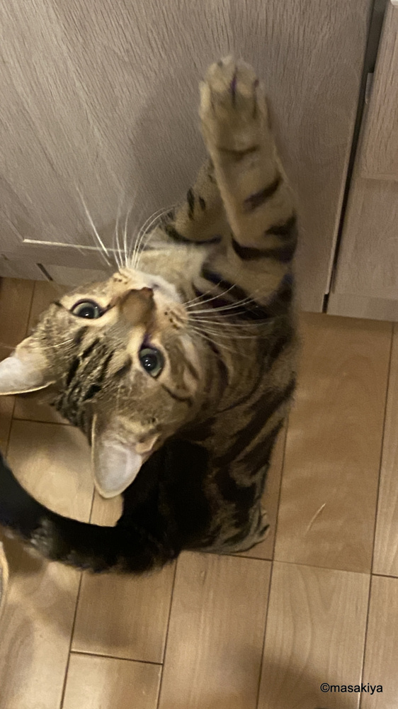 食べ盛りの画像