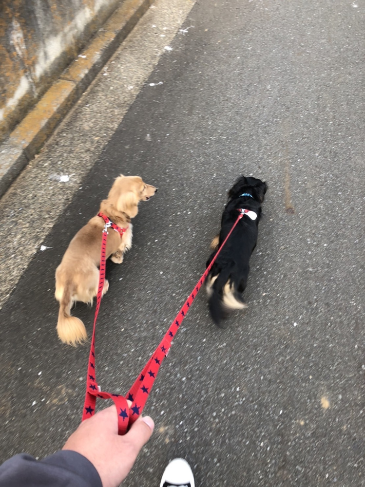 愛犬のお散歩の画像