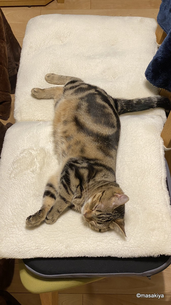 猫の成長の画像