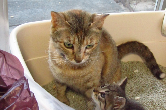 賃貸物件での猫のトイレを置く場所の条件は？おすすめの設置場所もご紹介