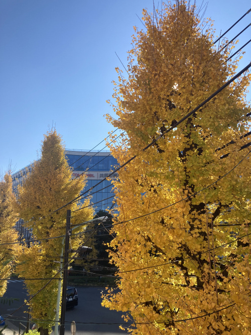 黄金色の・・・の画像