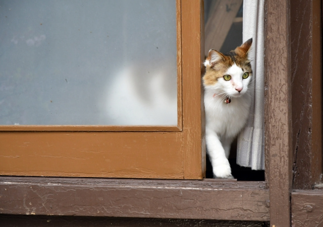 賃貸物件で猫を飼う場合は引き戸に保護対策が必要 その理由と方法とは 名古屋市のペット可不動産物件 黒猫不動産